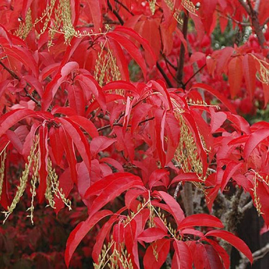 Oxydendrum arboreum - #7