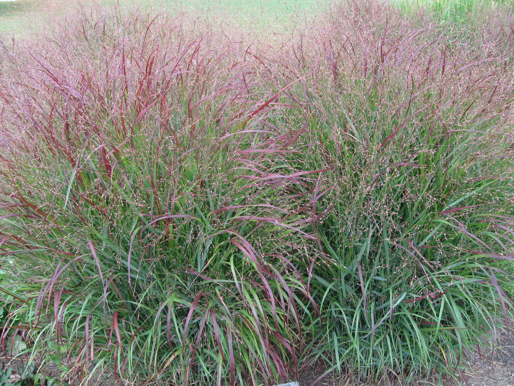 Panicum virgatum 'Northwind' Switchgrass -  #1