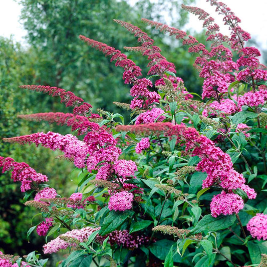 Buddleja davidii 'Pink Delight'