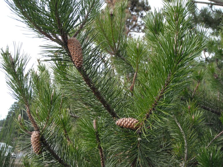 Pinus contorta var. contorta