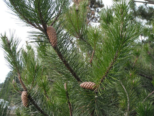 Pinus contorta var. contorta