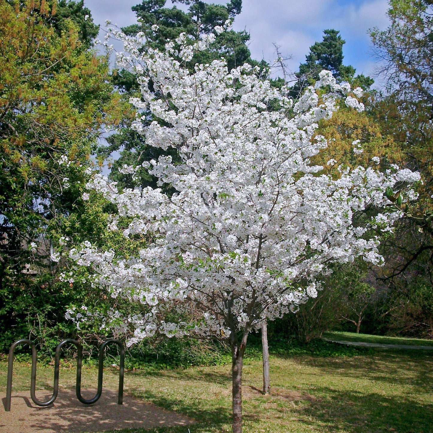 Prunus x yedoensis 'Yoshino'