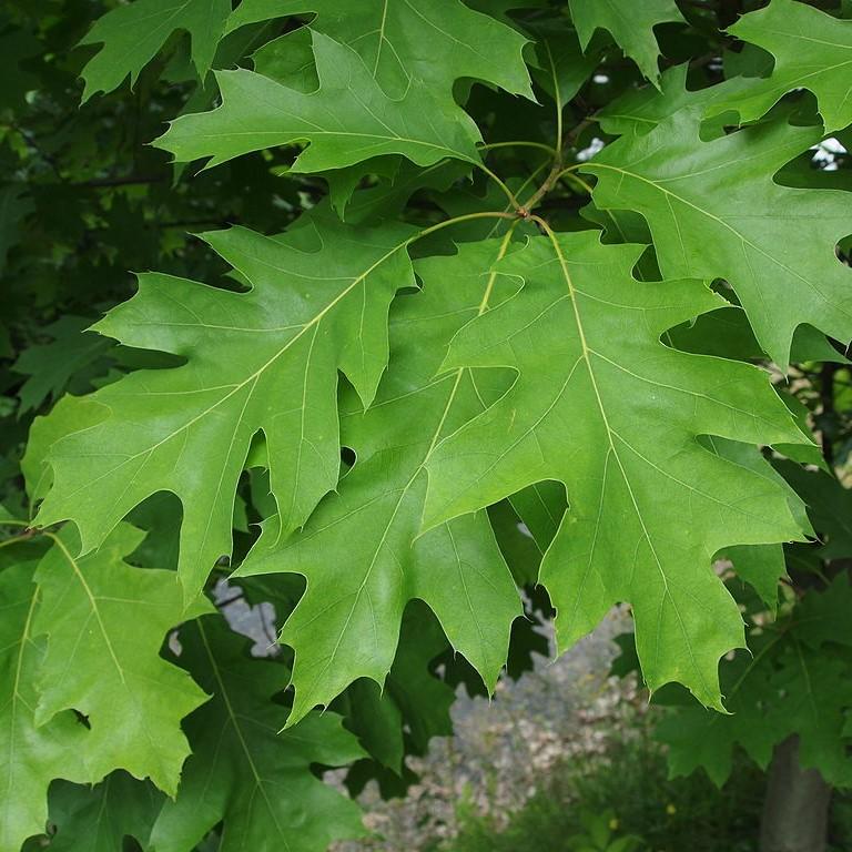 Quercus rubra