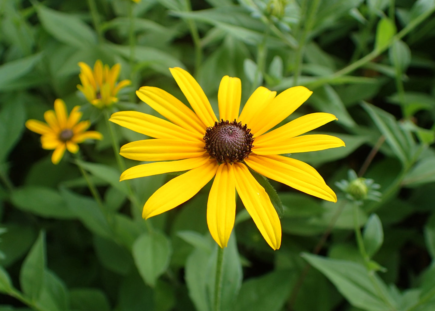 Rudbeckia hirta 'Black eyed Susan' #1
