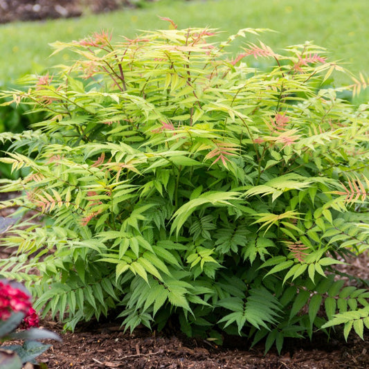 Sorbaria Sorbifolia Cherry On Top