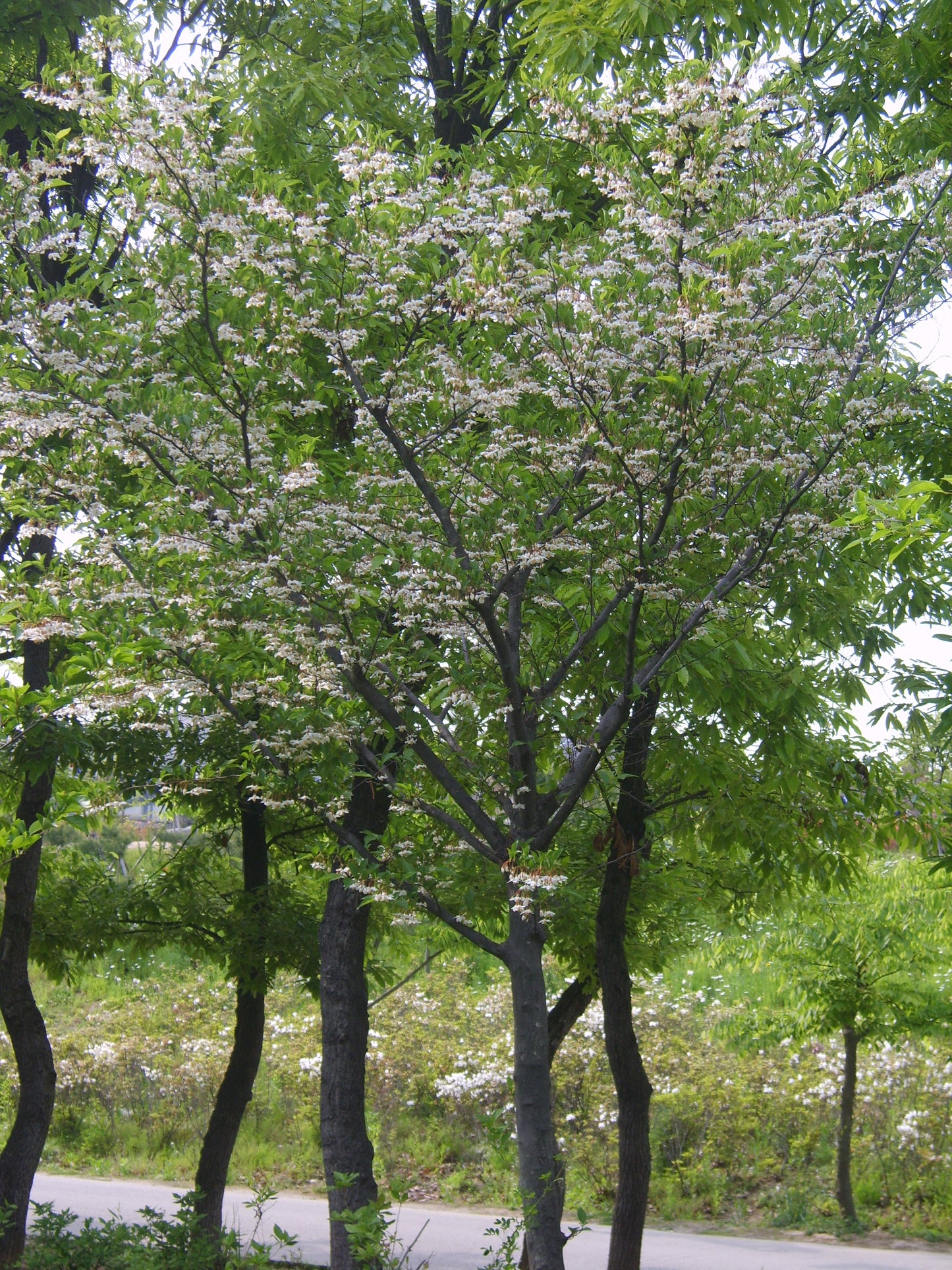 Styrax japonicus