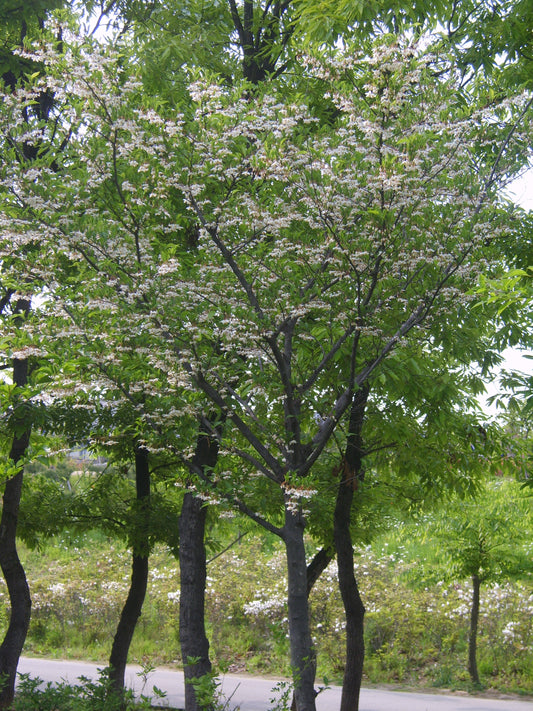 Styrax japonicus