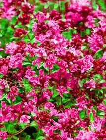 Thymus Praecox Creeping Red