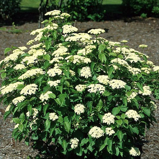 Viburnum dentatum ‘arrowwood’