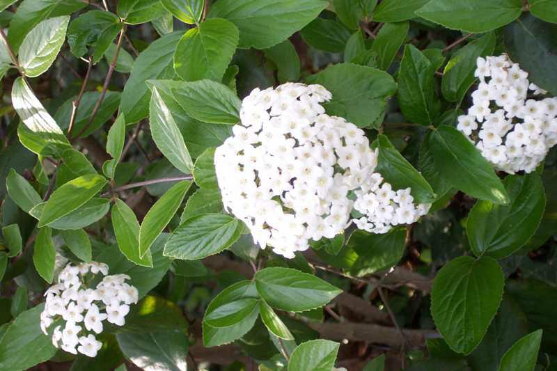 Viburnum × burkwoodii - Burkwood Viburnum - #3