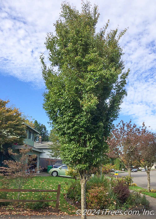 Zelkova serrata 'Musashino'