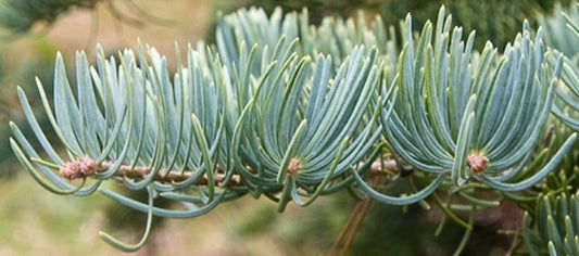 Abies concolor