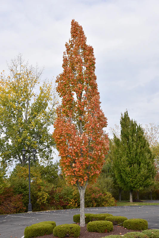 Acer x freemanii 'Armstrong'