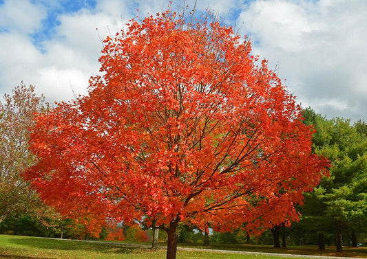 Acer x freemanii 'Celebration'