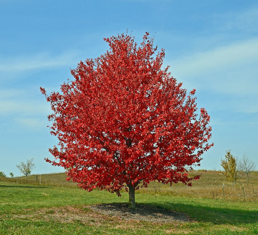 Acer rubrum 'Franksred' 1-2" cal