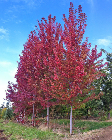 Acer x freemanii 'Autumn blaze'