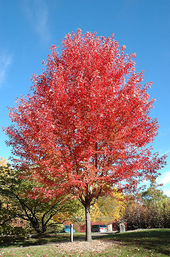 Acer x freemanii 'Jeffersred' 1.5-2" cal