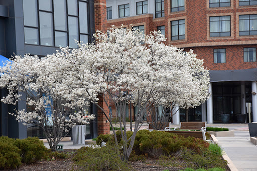 Amelanchier x grandiflora 'Autumn Brilliance' - 1-1.5" cal - SS