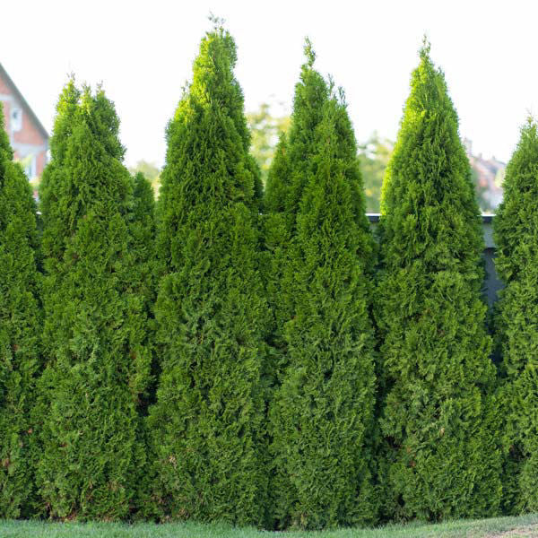 Thuja occidentalis 'American Pillar Arborvitae'