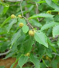 Fagus grandifolia