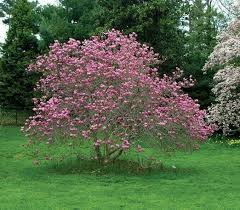 Magnolia 'Ann'