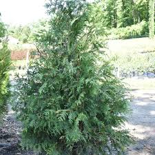 Thuja plicata 'Green Giant' #5