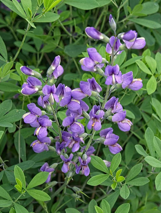 Baptisia #2
