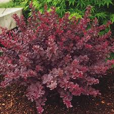 Berberis thunbergii 'Gentry'