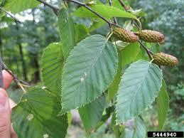 Betula lenta 'Sweet birch'