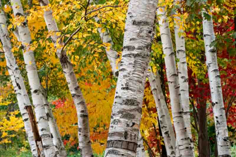 Betula papyifera 'Renci'