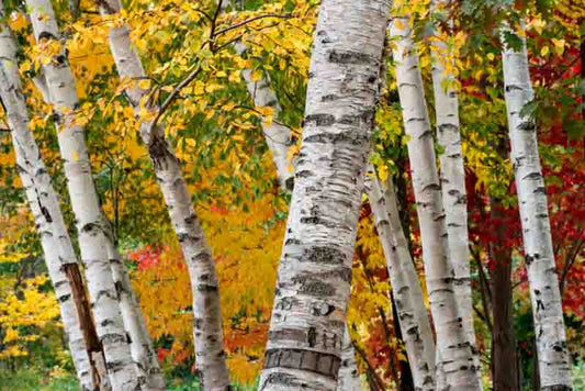 Betula papyifera 'Renci'