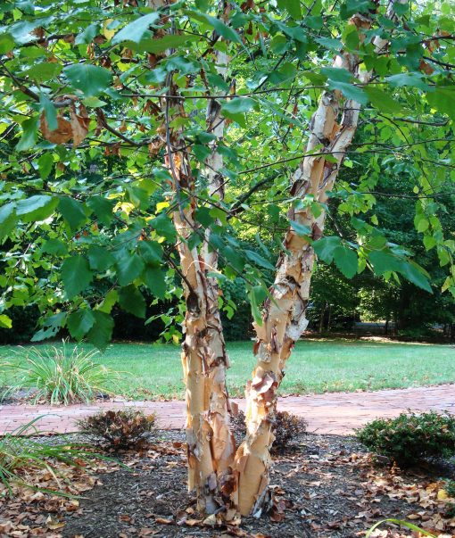 Betula nigra 'BNMTF' - 10-12'