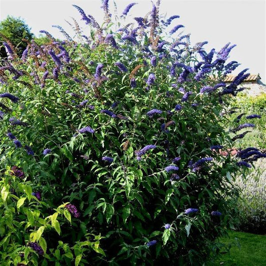 Buddleja davidii 'Black Knight'