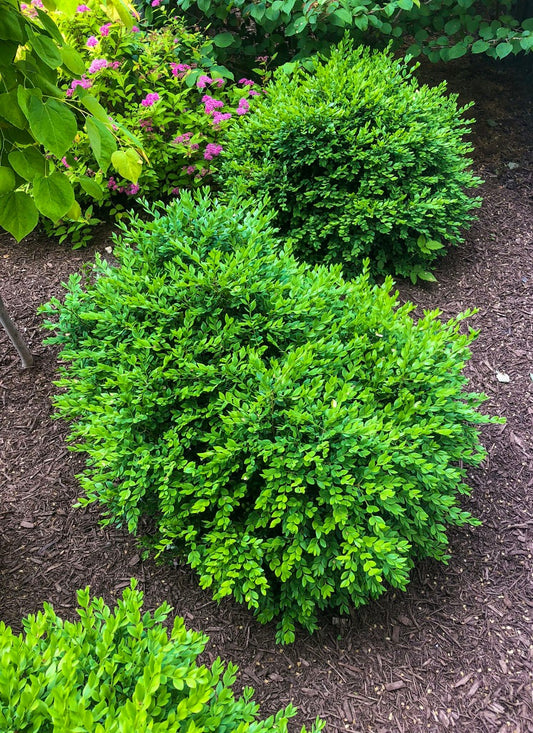 Buxus x 'Green Velvet' #1
