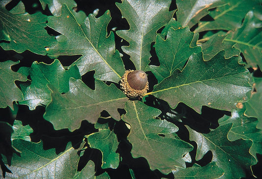 Quecus macrocarpa 'Bur Oak'
