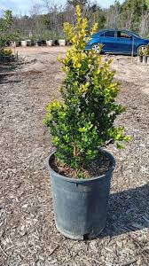 Buxus microphylla var. japonica 'Green Beauty' #3