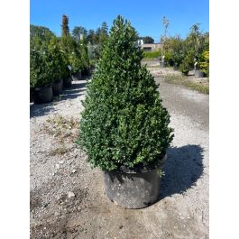 Buxus x 'Green Mountain' #3