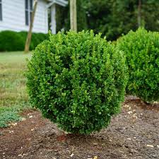 Buxus x 'NewGen Freedom' #3