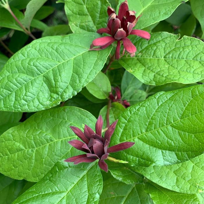 Calycanthus floridus 'Carolina Allspice'