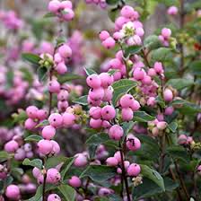 Symphoricarpos doorenbosii candy true