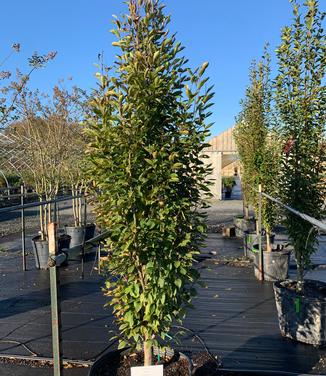 Carpinus betulus 'Fastigiata'
