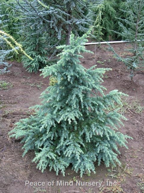 Cedrus deodara 'Divinely Blue'