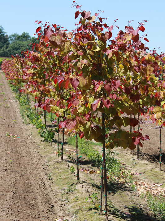 Cercis canadensis 'Flamethrower'