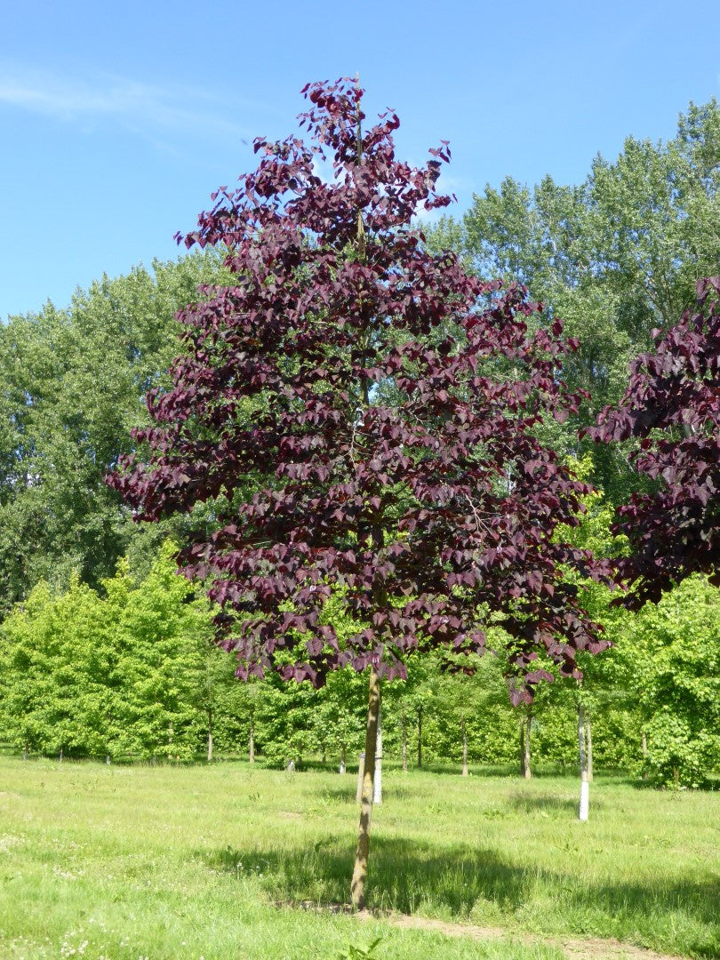 Cercis canadensis 'Forest Pansy'