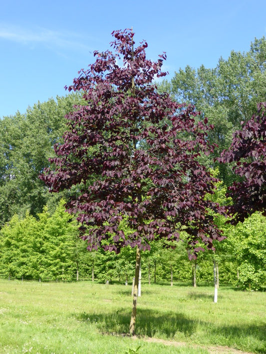 Cercis canadensis 'Forest Pansy'