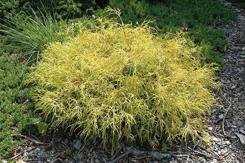 Chamaecyparis 'Golden Charm'