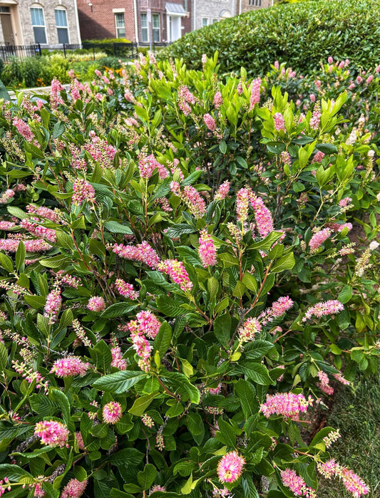 Clethra alnifolia 'Ruby Spice' #3