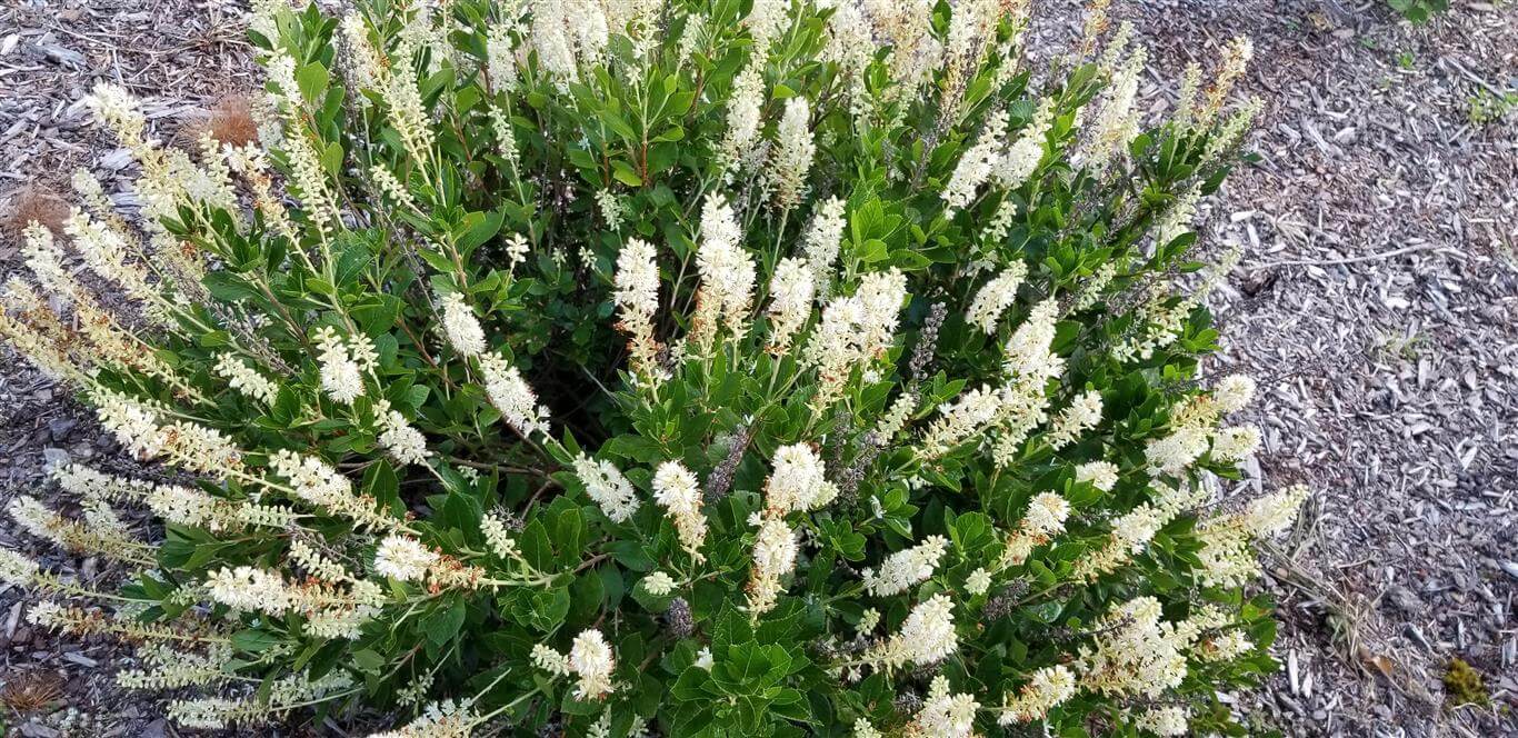 Clethra alnifolia 'Sixteen Candles'