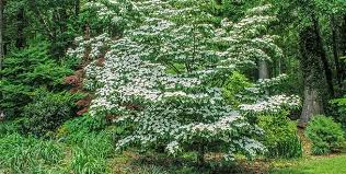 Cornus x 'Rutcan'