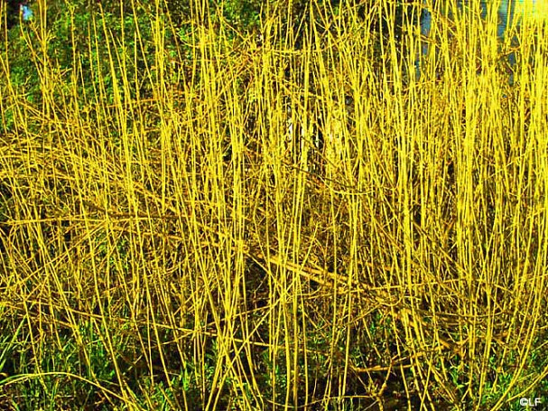Cornus sericea 'Flaviramea'